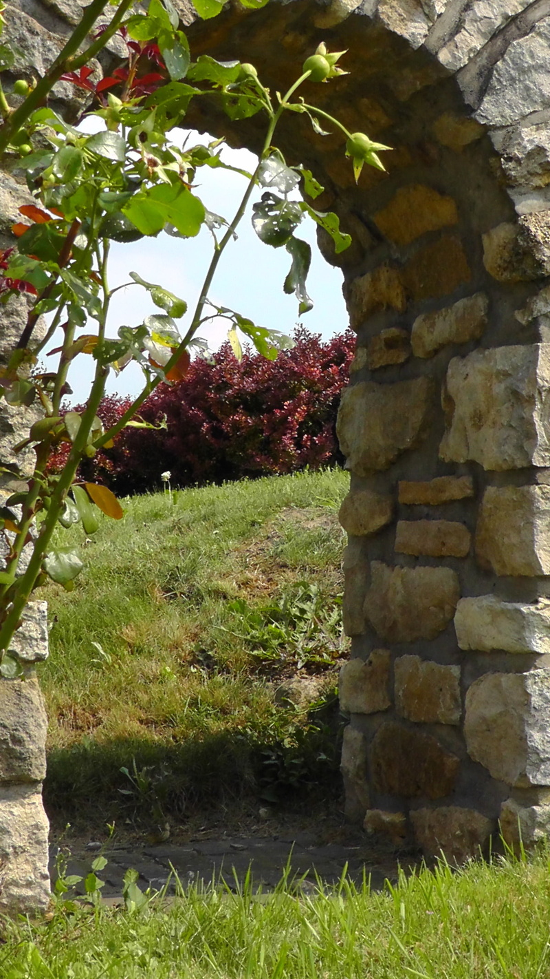 front or back yard, growth, tree, forward, sunlight, day, stone, green color, grass, no people, stone wall, freshness, flowering plant, beauty in nature