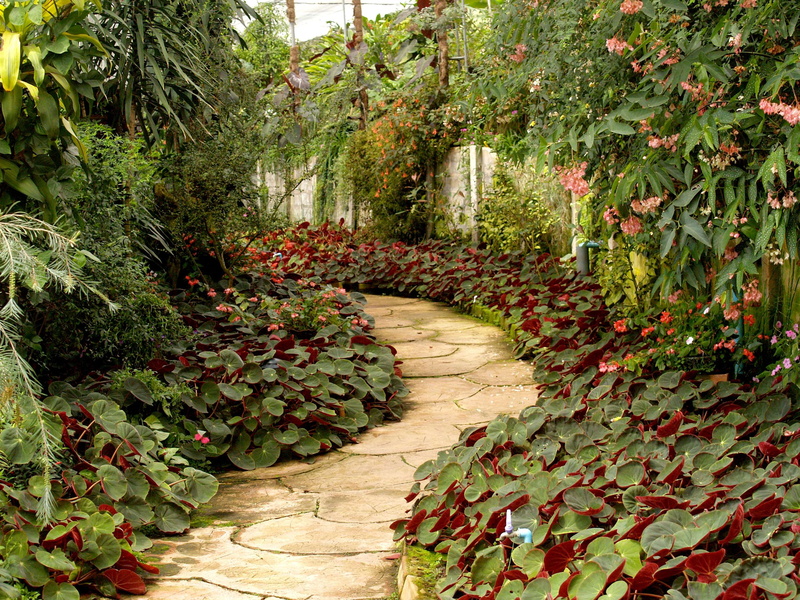 leaf, plant, park - man made space, flower, flora, garden path, beauty in nature, growth, 2K, landscape, tree, direction, the way forward, hedge, leaves