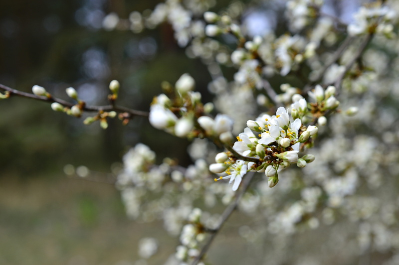 fragility, blackthorn shrub, sloes, day, sloe hedge, beauty in nature, plant, white, flowering twig, flower, bloom, focus on foreground, blackthorn, springtime