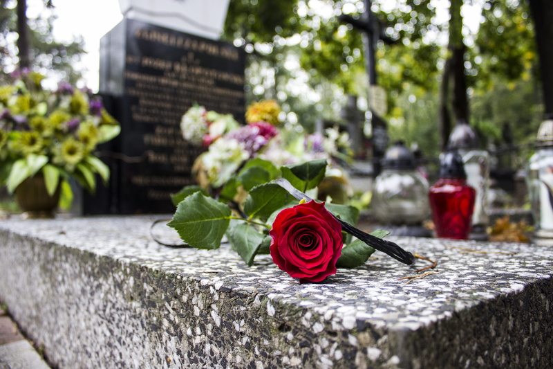 plant, flower head, day, outdoors, rose - flower, vulnerability, nature, no people, red, growth, rose, petal, Cemetery, freshness, cemetery, flower, flowering plant