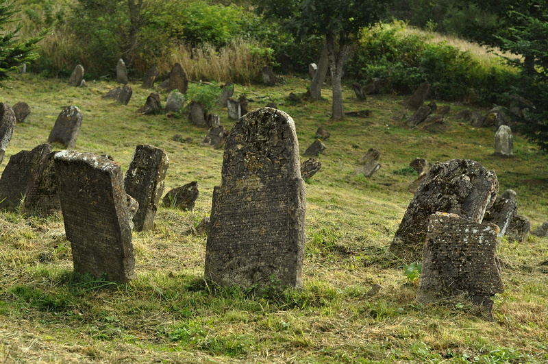 plant, gray, no people, destroyed, history, ancient, outdoors, ancient civilization, tree, land, growth, the jewish community, graves, lutowiska, the past