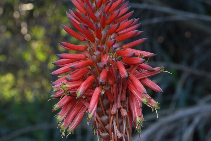 red, succulent plant, fragility, no people, close-up, flowering plant, 5K, aloe vera plant, day, nature, freshness, beauty in nature, flower, portugal