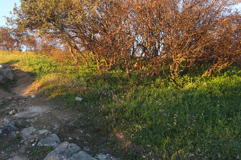 trail, autumn, 5K, tree, plant, tranquility, stream - flowing water, green color, no people, évora, flowing water, water, scenics - nature, beauty in nature