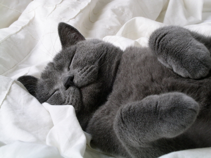 bedding, animal head, bed, softness, fur, domestic Animals, comfortable, kitten, sleeping baby, bedroom, tired, resting, domestic, Cat, domestic Cat, cozy