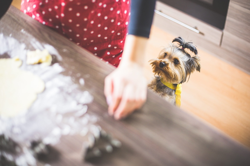 copy Space, mammal, christmas decoration, hungry, yorkshire terrier, indoors, dogs, selective focus, happy, cooking, people, caucasian Ethnicity, preparation