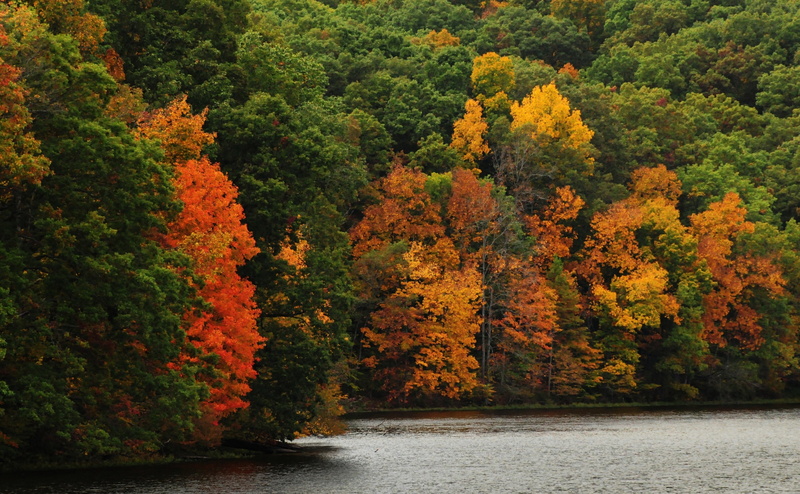 river, autumn collection, Indiana, outdoors, Bloomington, yellowwoodstateforest, plant, no people, Autumn, water, Fall, land, forest, tranquil scene, nature