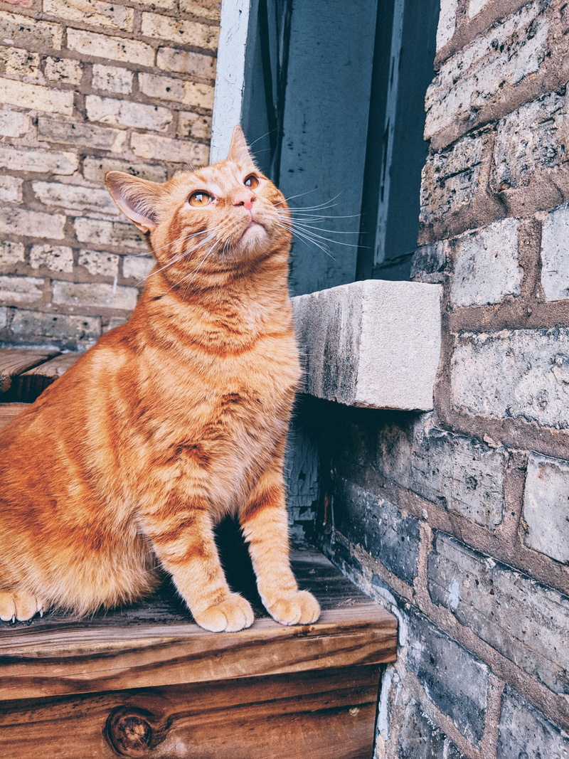 plant, whisker, vertebrate, pets, wood, cat, animal, ginger cat, sitting, looking, manx, wall - building feature, domestic, looking away, domestic cat