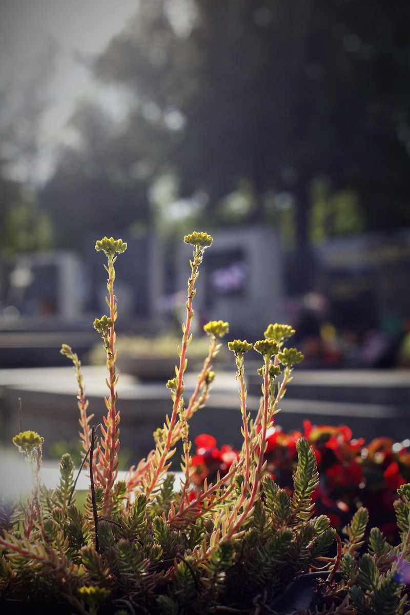 selective focus, leaf, plant, tree, tranquility, red, flower, cementery, graveyard, tomb, freshness, close-up, growth, fragility, outdoors, plant part