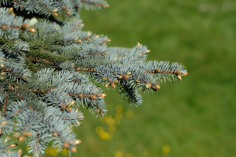 growth, coniferous tree, day, santa claus, pine tree, Winter, snowless, festival, tranquility, christmas decoration, outdoors, selective focus, plant part