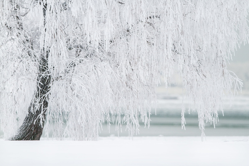 beauty in nature, christmas, snowing, ze, winter, cold temperature, white color, tranquility, frozen, white, scene, nature, environment, icicle, landscape