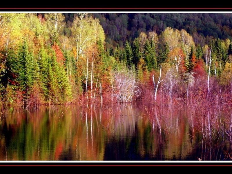 nature, reflexion, riverside, autumn, hd, river, art, trees, 480P