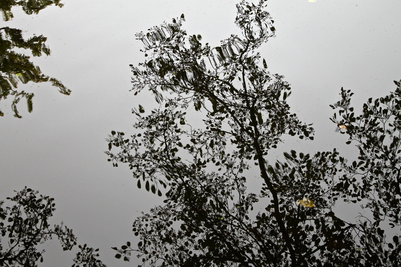 reflection, low angle view, Reflexion, tree, 4K, Water, no people, Nature, Leaves, sky, outdoors, outdoor, growth, leaf, branch, lake, tranquility, beauty in nature