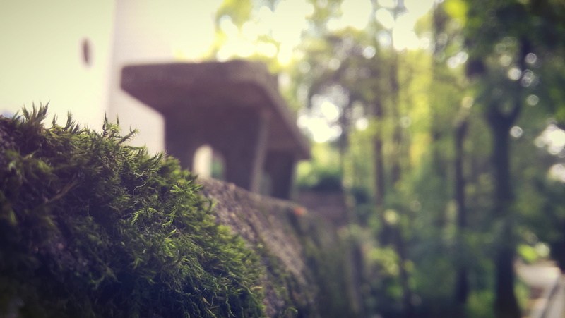 mammal, china, forest, vertebrate, plant, tree, growth, pets, bench, green color, domestic, xiangxi tujiazumiaozuzizhizhou, animal themes, nature, animal