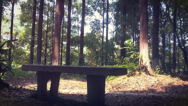 plant, sunlight, forest, beauty in nature, wood - material, tree, no people, scenics - nature, 209 guo dao, outdoors, tree trunk, 2K, land, trunk, tranquil scene