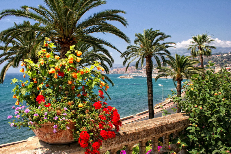 2K, flowering plant, growth, freshness, plant, petaled, home, outdoors, coast, Menton, no people, tree, palm trees, palm tree, nature, tropical climate
