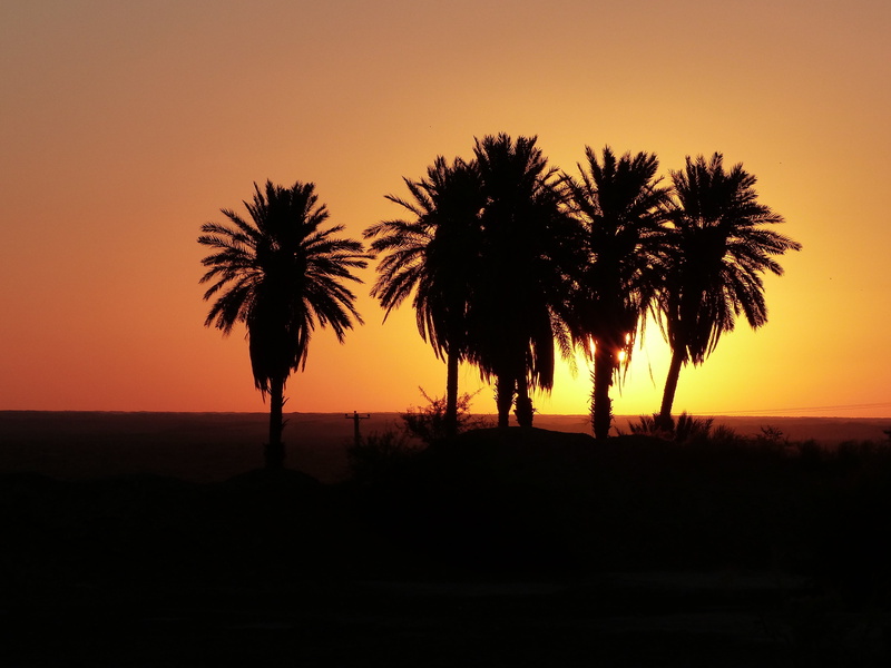 landscape, nature, environment, sunset, growth, palm trees, no people, non-urban scene, outdoors, oasis, sunrise, plant, beauty in nature, tranquil scene