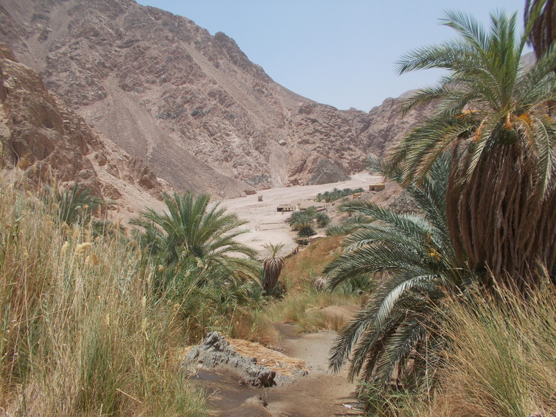 mountain, scenics - nature, palm trees, tranquil scene, Oasis, 4K, land, arid climate, palm tree, no people, tropical climate, climate, tranquility, environment