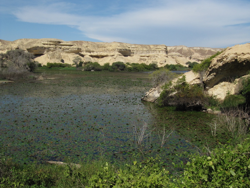 growth, reflections, rock, rocks, water, day, oasis, plants, rocky, pond, landscape, scenics - nature, outside, lily pads, sky, mountain, grass, nature