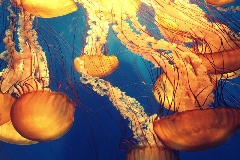 painting, jellyfishes, outdoors, jellyfish, blue, deep sea, animal themes, animals, animal, ocean, tank, underwater, floating on water, sea, animals in the wild