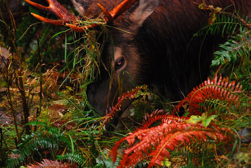 forest, domestic animals, eye, wild, plant, horns, animals in the wild, nature, undersea, one animal, eating, 1080P, fur, orange, antlers, vertebrate