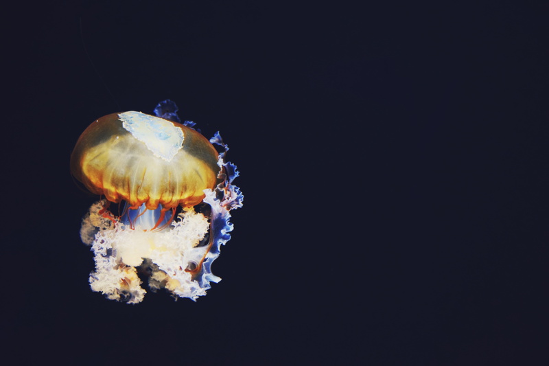 animal themes, photo, dark, water, illustration, marine, invertebrate, jellyfish, one animal, animals in the wild, animal wildlife, brown, studio shot
