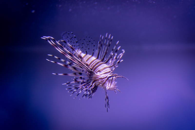 aquatic, nature, blue, fish, animal themes, marine life, vertebrate, one animal, colors, no people, underwater, blurred background, aquatic animal, biology