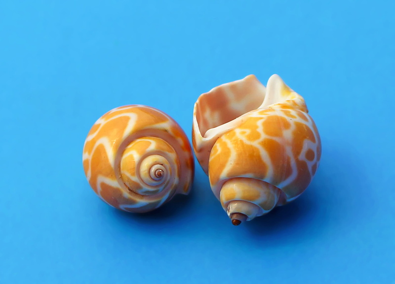 seashell, sea snail, food, blue, molluscum, pattern, conch Shell, macro, 1080P, nature, Snail, animal wildlife, marine animal, indoors, no people, french food