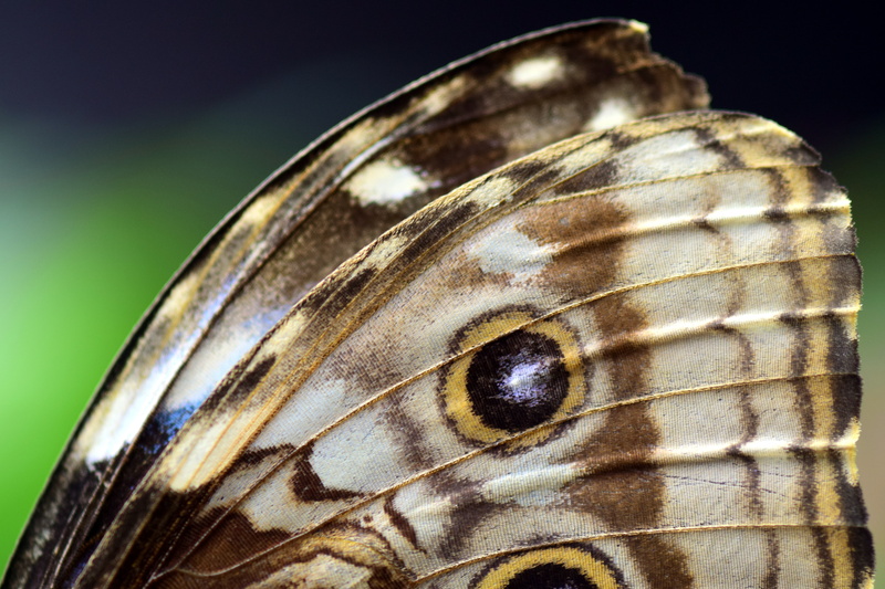 animal shell, blue morphofalter, close, animal, outdoors, extreme close-up, wing, invertebrate, animal wing, sea life, color, camouflage paint, animal wildlife