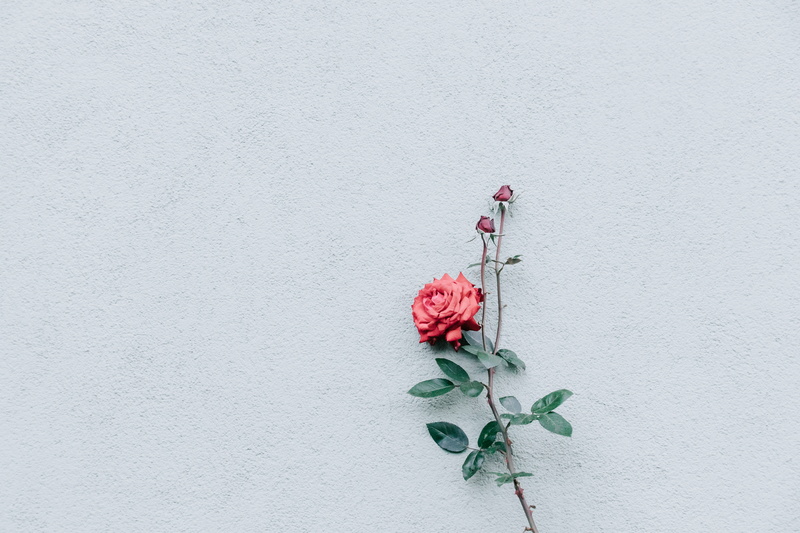 green, wedding, botany, close-up, solitude, beauty In Nature, leaves, love, springtime, flower, decoration, romance, wall, red, nature, rose, 5K, wall - Building Feature