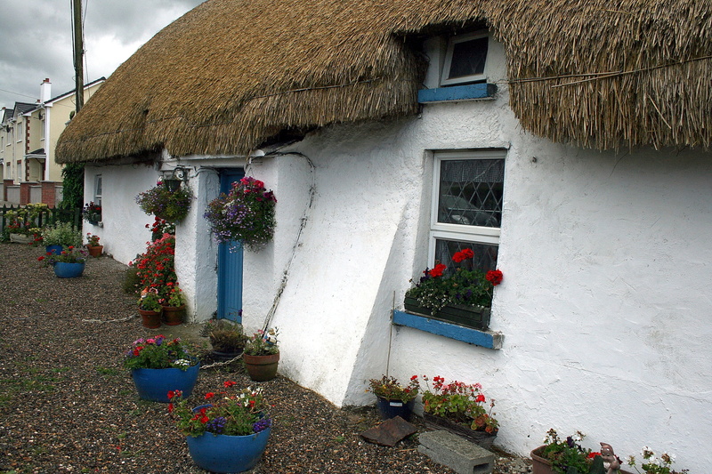 door, paint, blue, window box, plants, decorated, concrete, ireland, gardening, plant, day, home, ballyedmond, outdoors, house, growth, 4K, window, building exterior