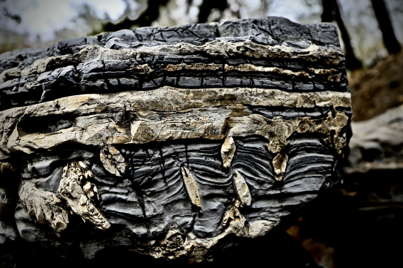 surface, wood - material, texture, blank, plant, brown, day, focus on foreground, trunk, light, solid, grey, bark, no people, rock, nature, natural pattern