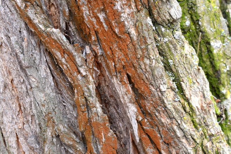 outdoors, growth, trunk, no people, day, tree, beauty in nature, nature, plant, brown, focus on foreground, lichen, bark, close-up, plant bark, 5K, rough