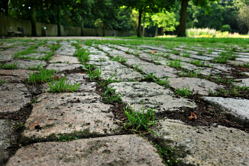 pattern, solid, rough, pavement, vintage, walkway, textured, selective focus, nature, growth, texture, green color, old, paving stone, urban, surface, tree
