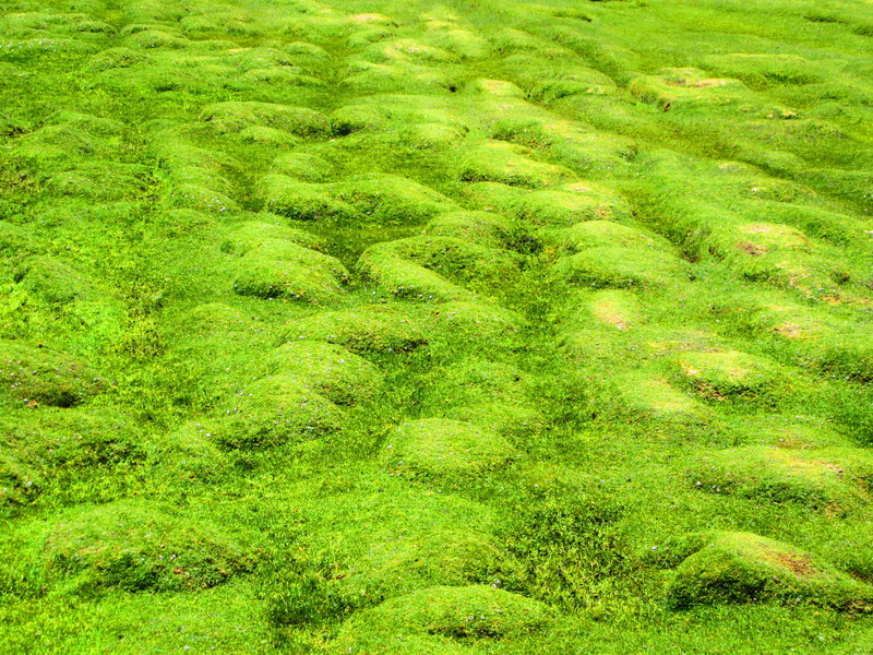 uneven, scenics - nature, growth, backgrounds, land, lush foliage, no people, moss, meadow, flora, environment, yellow, tranquility, plant, grasses, bolivia