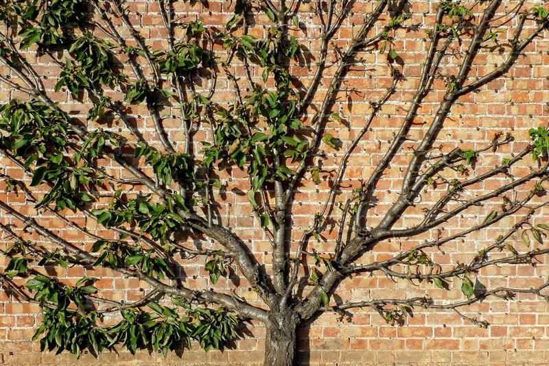 walled, uneven, day, leaves, fruit, building, prune, fan, building exterior, gardening, trained, backgrounds, wall, bias, plant, architecture, left, horticulture