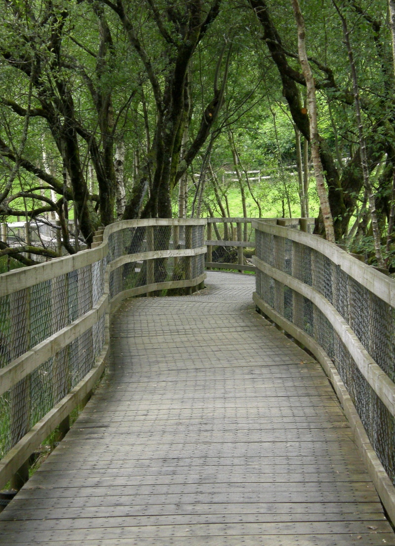 wooden track, uneven, wound, leadership, connection, built structure, footbridge, nature, 2K, bridge - man made structure, no people, day, architecture