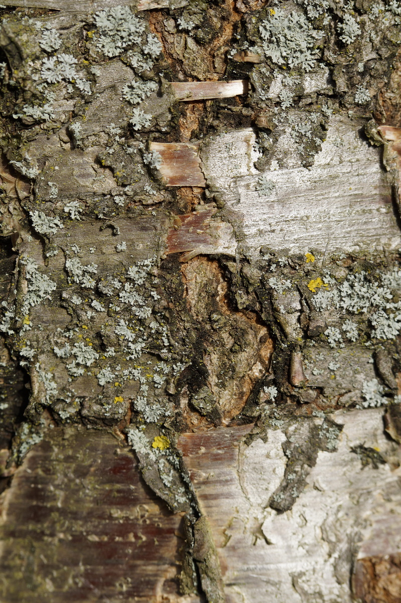 rau, ruined, day, close up, weathered, trunk, architecture, rough, tree bark, pattern, background, structure, full frame, close-up, cherry, outdoors, backgrounds