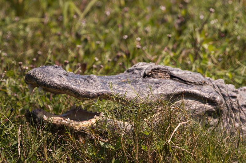 florida, outdoors, land, sign, profile view, warning sign, animal themes, crocodilian, animal wildlife, 5K, vertebrate, animal, grass, earth, reptile