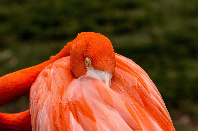 nature, close-up, 5K, bird, animal wildlife, flamingo, animal neck, flamingos, animals in the wild, one animal, day, beauty in nature, earth, animal head