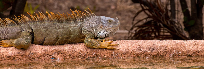 reptile, iguana, earth, 5K, animals in the wild, travel destinations, animal head, no people, animal wildlife, animal themes, outdoors, nature, day, lizard
