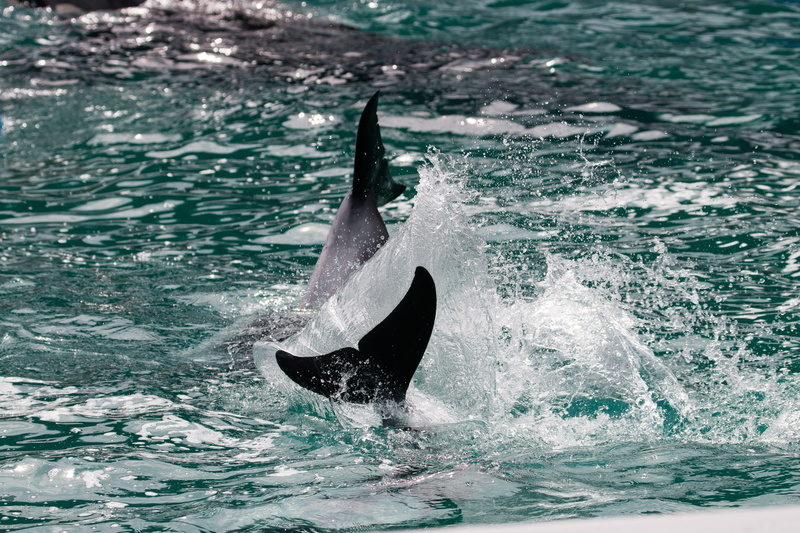 mammal, animal wildlife, motion, 5K, swimming, animal themes, wild, marine, day, florida, nature, vertebrate, tail fin, waterfront, splashing, outdoors