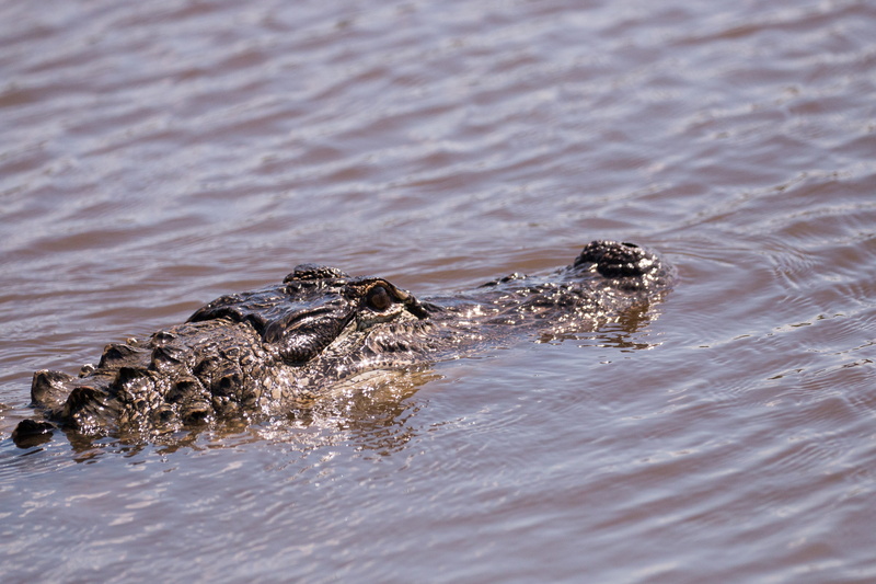 water, swimming, sign, everglades, earth, swamp, crocodilian, wild, florida, animal wildlife, animal scale, animal body part, one animal, nature, aggression