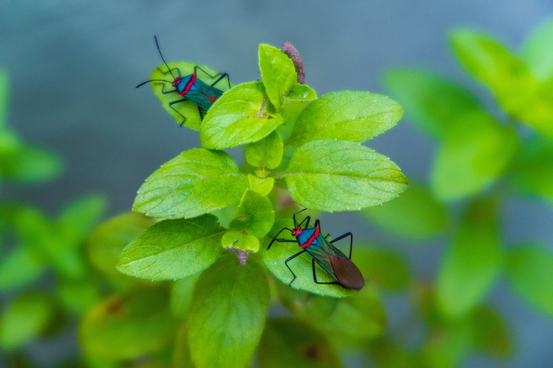 couple, bugs, perching, photography, one animal, blue, animal themes, animal, bright green, no people, brown, bokeh, animal wildlife, true, invertebrate