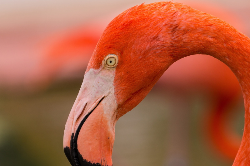 animal wildlife, animal themes, vertebrate, orange color, beak, bird, earth, nature, flamingoes, 5K, day, animal eye, animal, creation, outdoors, animal neck