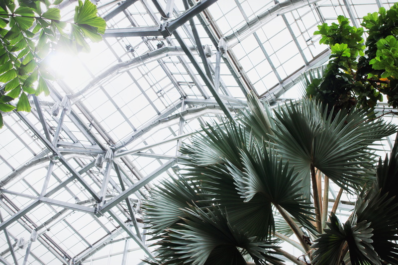 growth, tropical, beauty in nature, desktop, background, glass - material, low angle view, botany, no people, branches, tropical climate, plant, ceiling