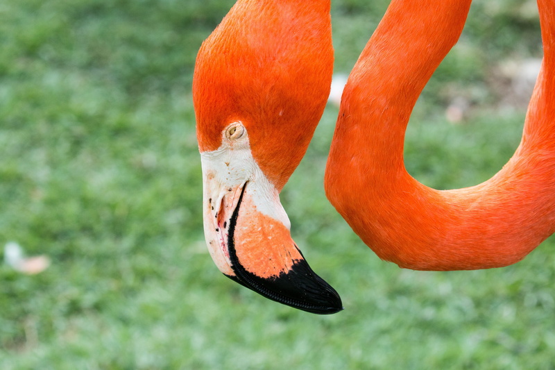 day, animals in the wild, wild, animal neck, 5K, focus on foreground, creation, beak, animal head, no people, one animal, bird, animal, flamingos, earth