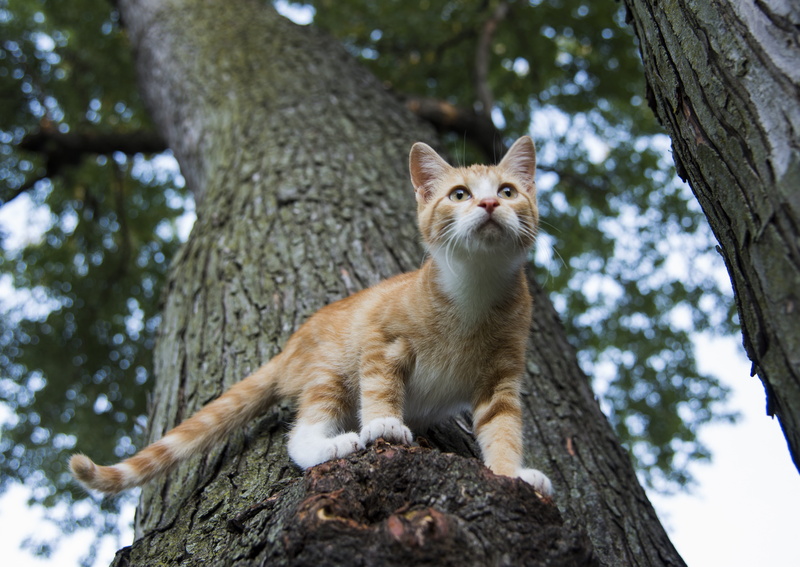 domestic, whisker, kitten, tame, cat, no people, animal wildlife, one animal, kitty, wildlife, animal, sitting, outdoors, animals in the wild, orange, portrait