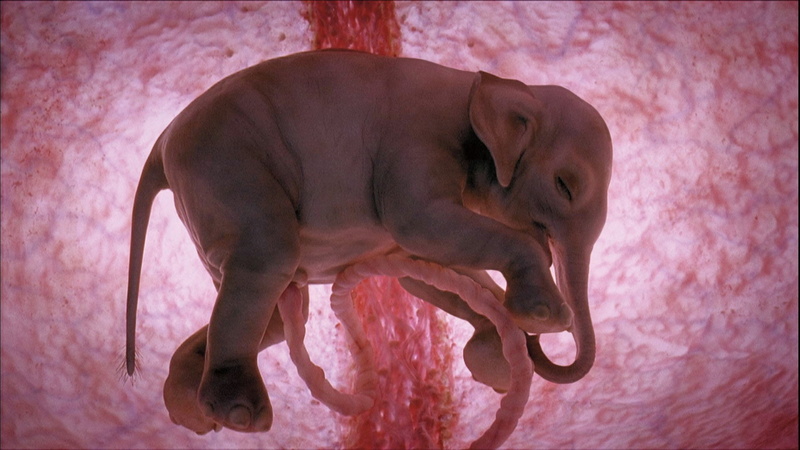 Elephant, Womb, Animal, 1080P