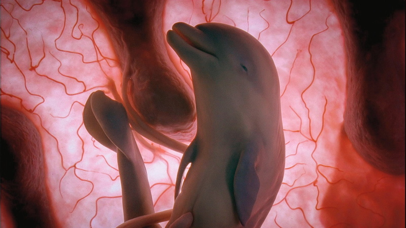 Animal, 1080P, Womb, Dolphin