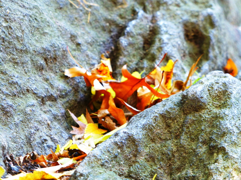 grey, united states, no people, trunk, leaves, day, nature, beauty in nature, orange color, textured, solid, west dr, change, plant, stone, new york, fungus